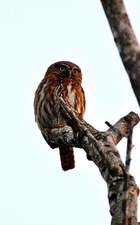 Ferruginous Pygmy-Owl - Josh Craddock