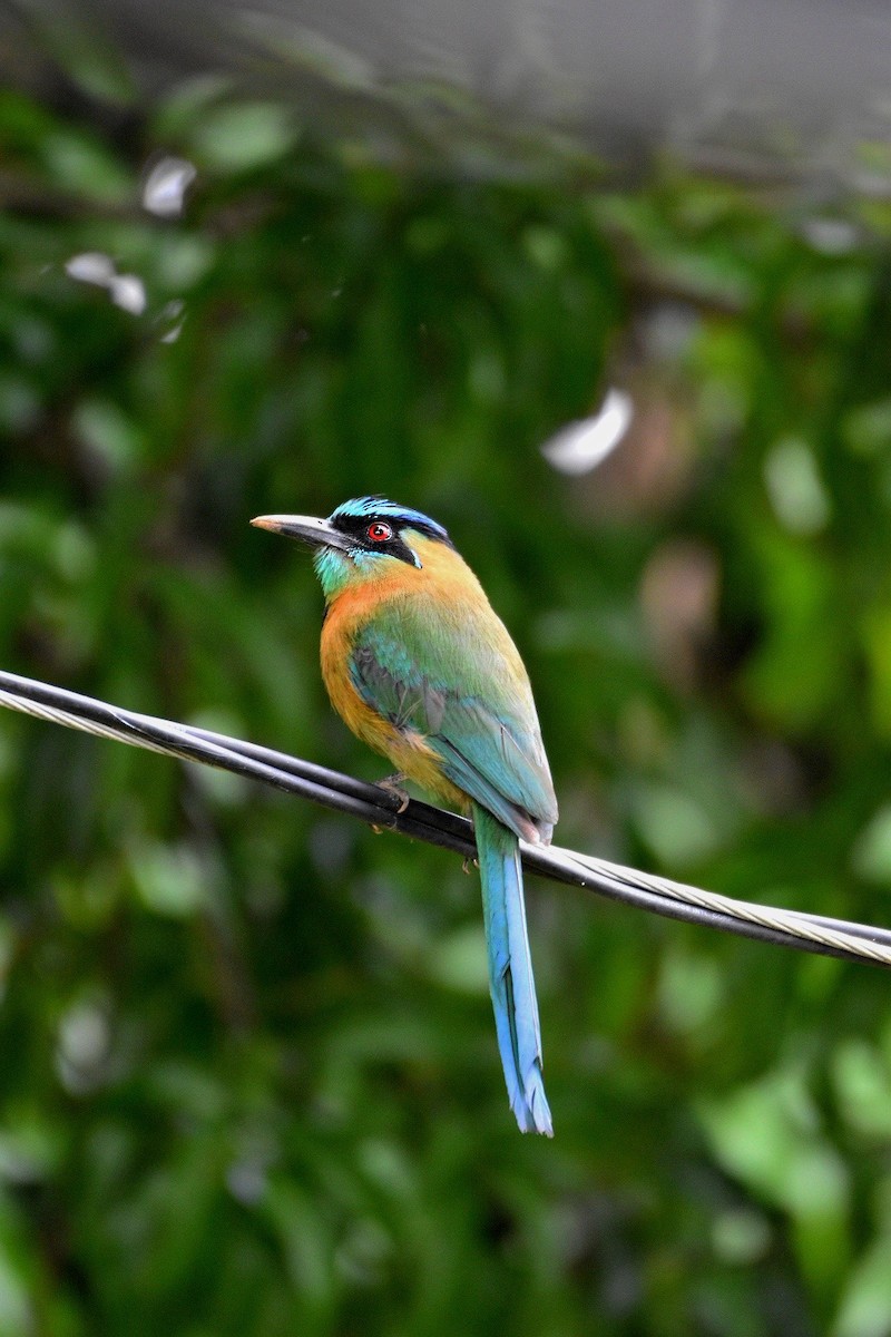 Lesson's Motmot - Josh Craddock