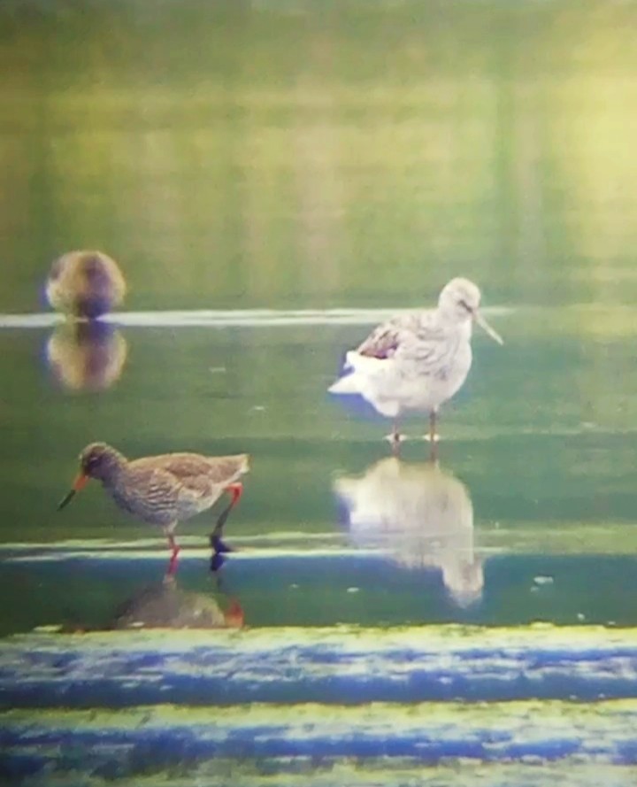 Common Redshank - Laurent Pascual-Le Tallec