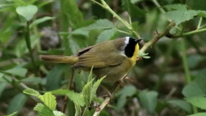 Common Yellowthroat - Danielle Wertheim