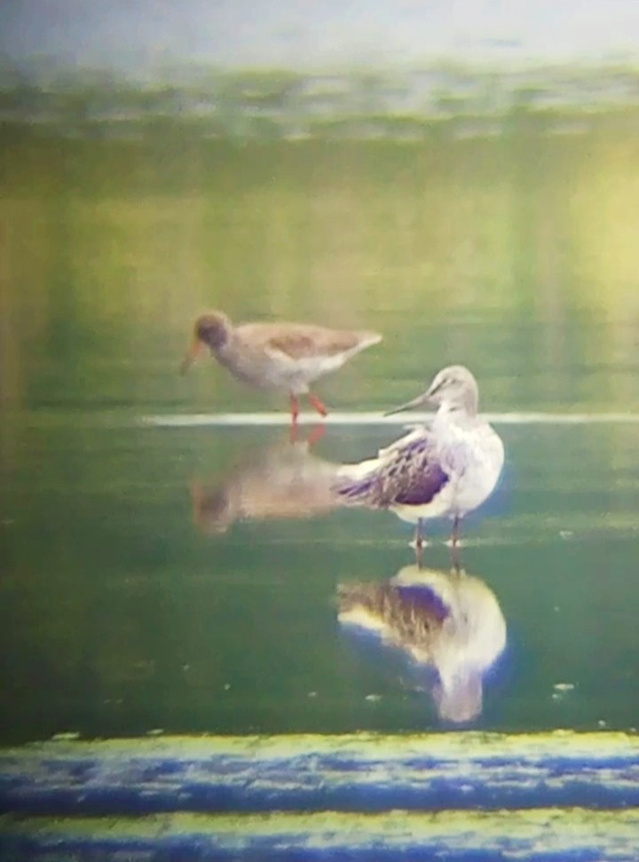 Common Greenshank - Laurent Pascual-Le Tallec