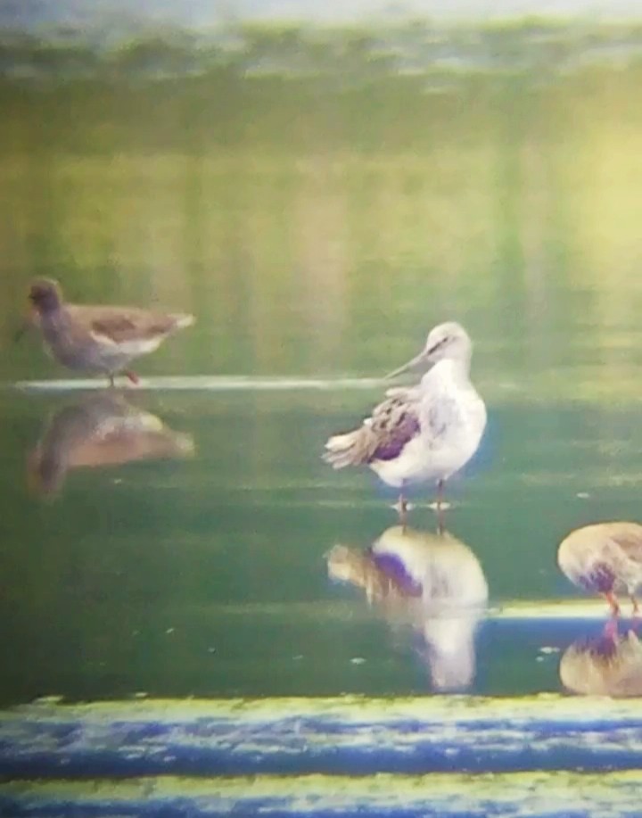 Common Greenshank - Laurent Pascual-Le Tallec