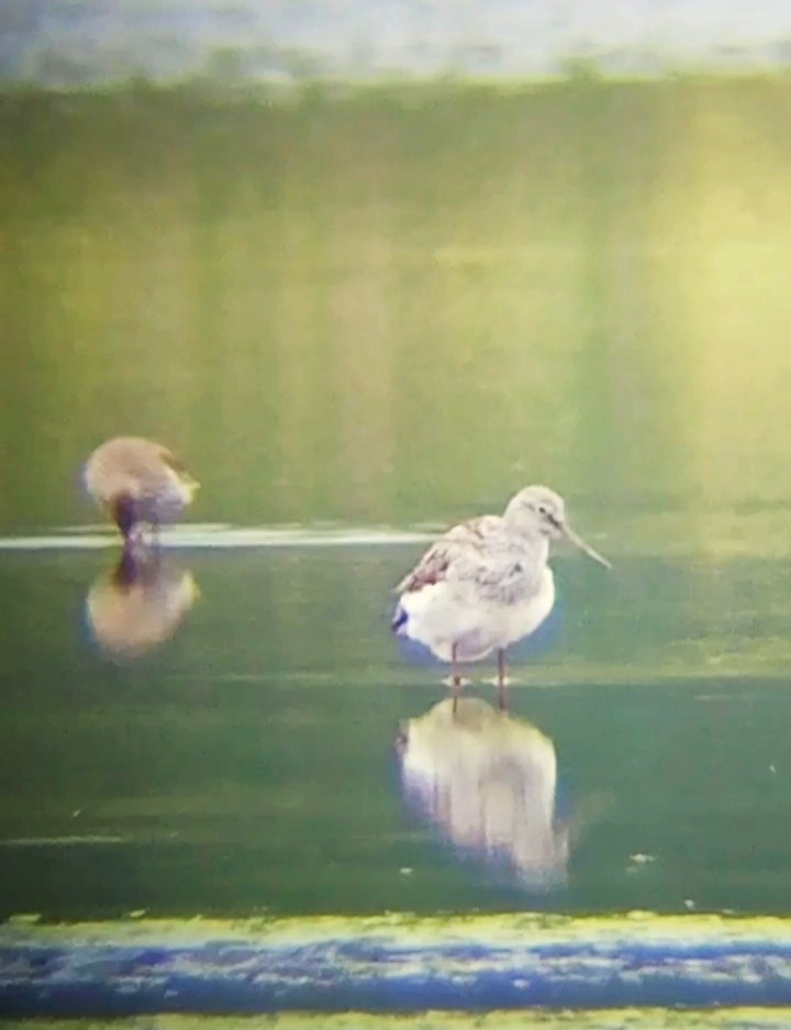 Common Greenshank - Laurent Pascual-Le Tallec