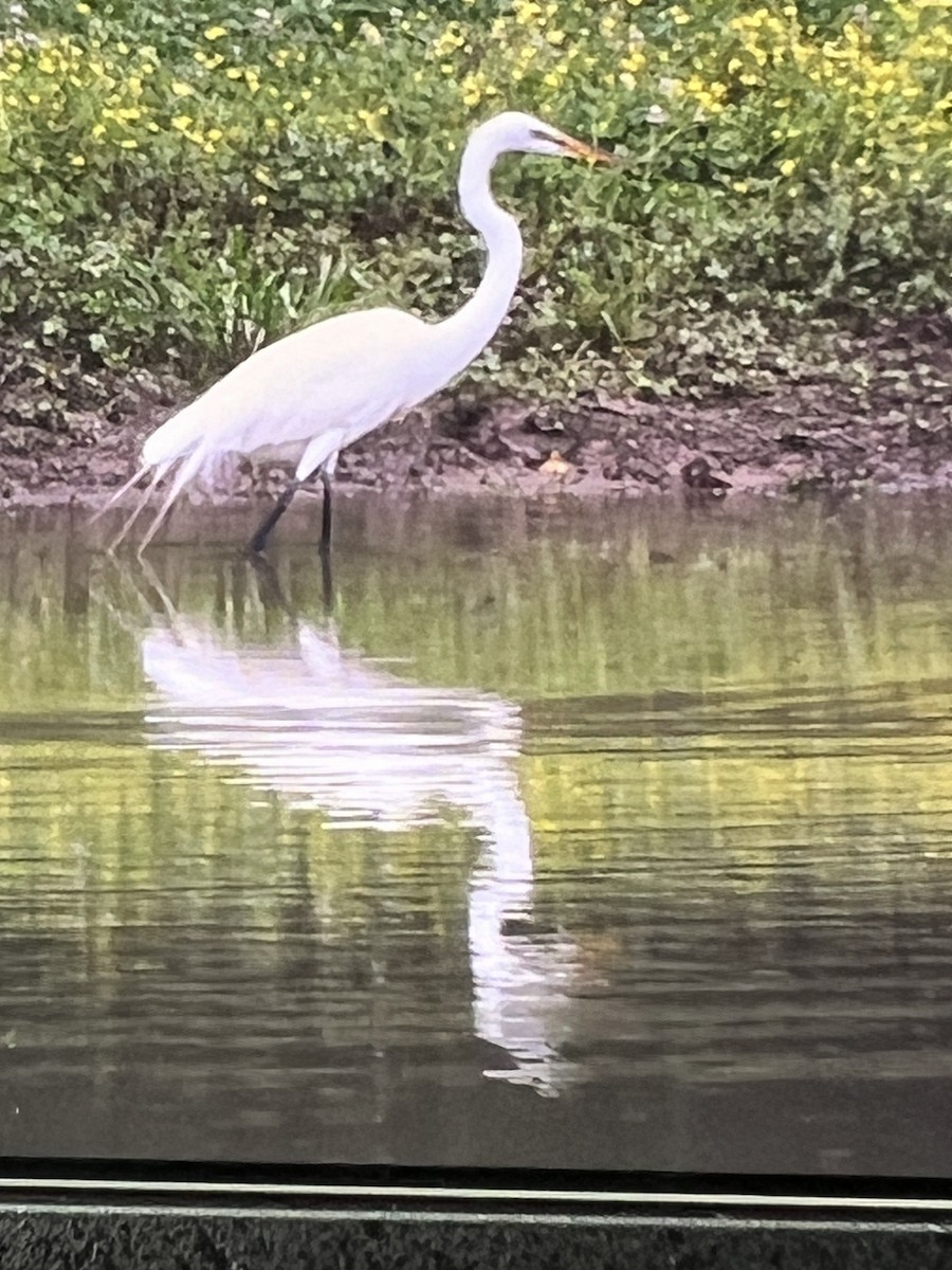 Great Egret - Theresa Edwards