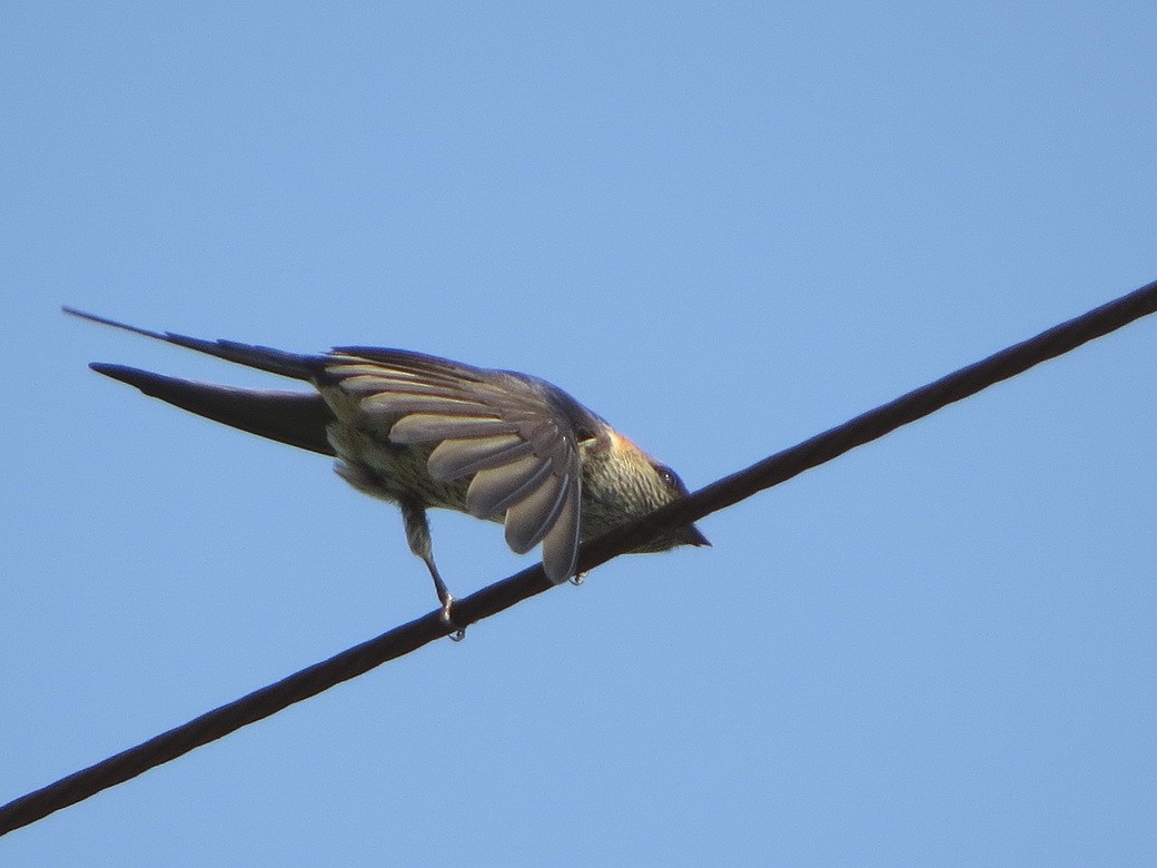 Red-rumped Swallow - HITOSHI IIZUMI