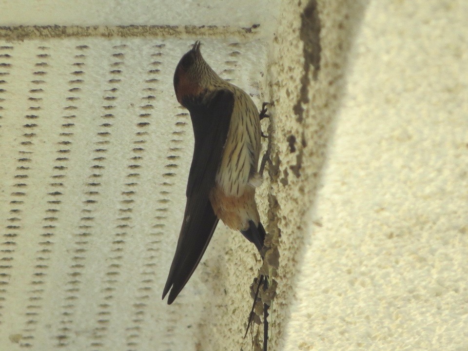 Red-rumped Swallow - HITOSHI IIZUMI