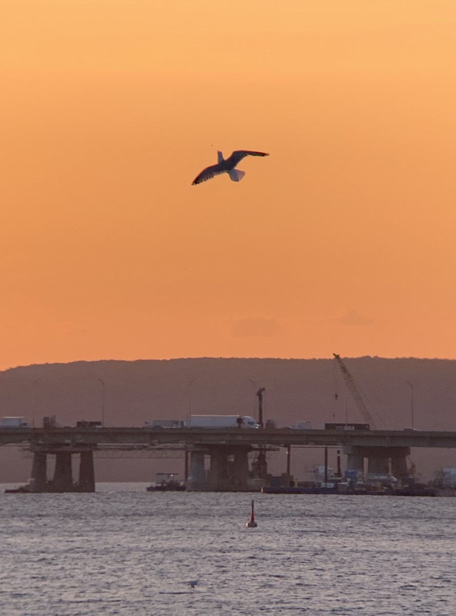 Ring-billed Gull - ML619522259