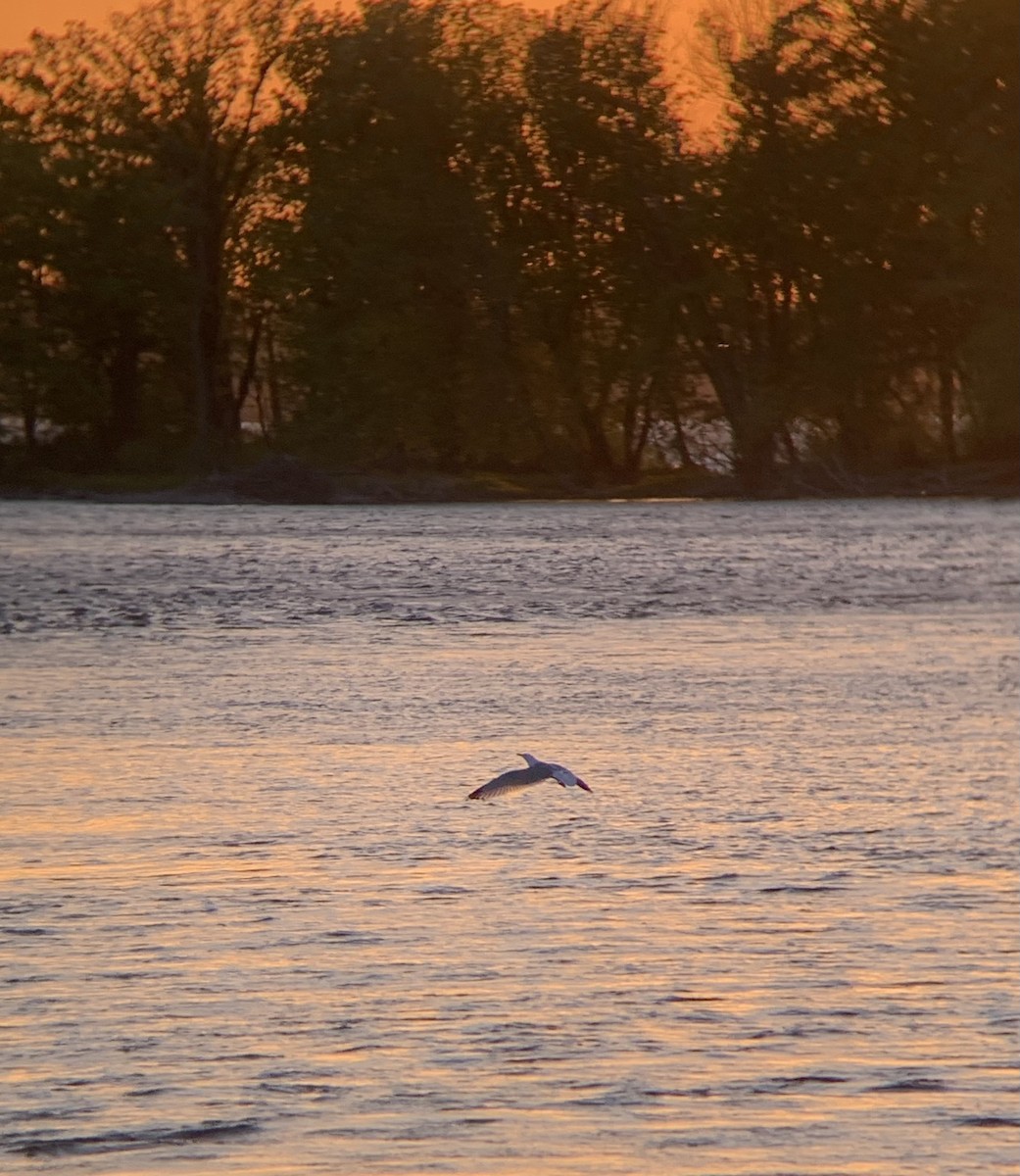 Ring-billed Gull - ML619522260