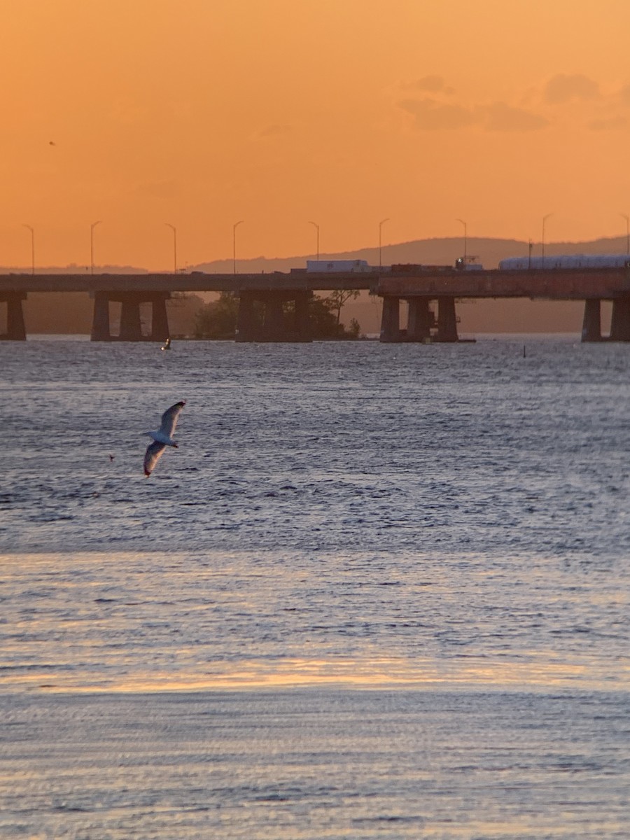 Ring-billed Gull - ML619522261