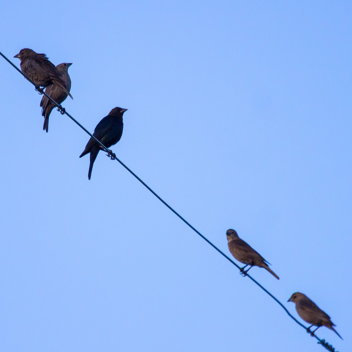 Brown-headed Cowbird - Rail Whisperer