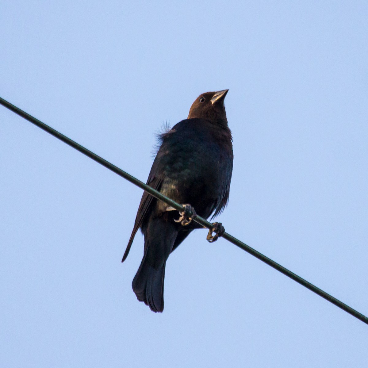 Brown-headed Cowbird - Rail Whisperer