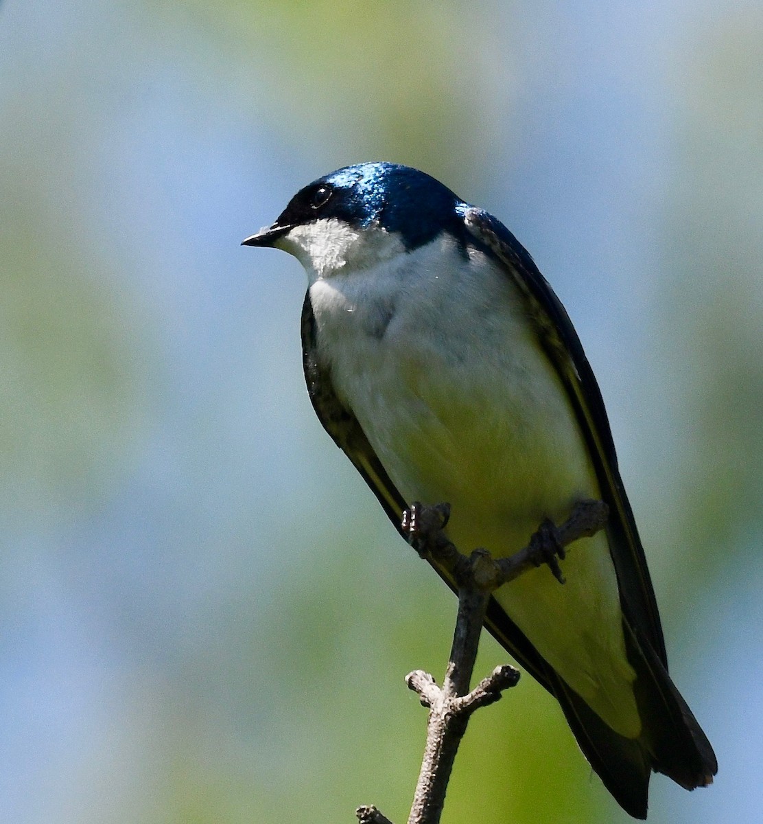 Tree Swallow - Win Ahrens