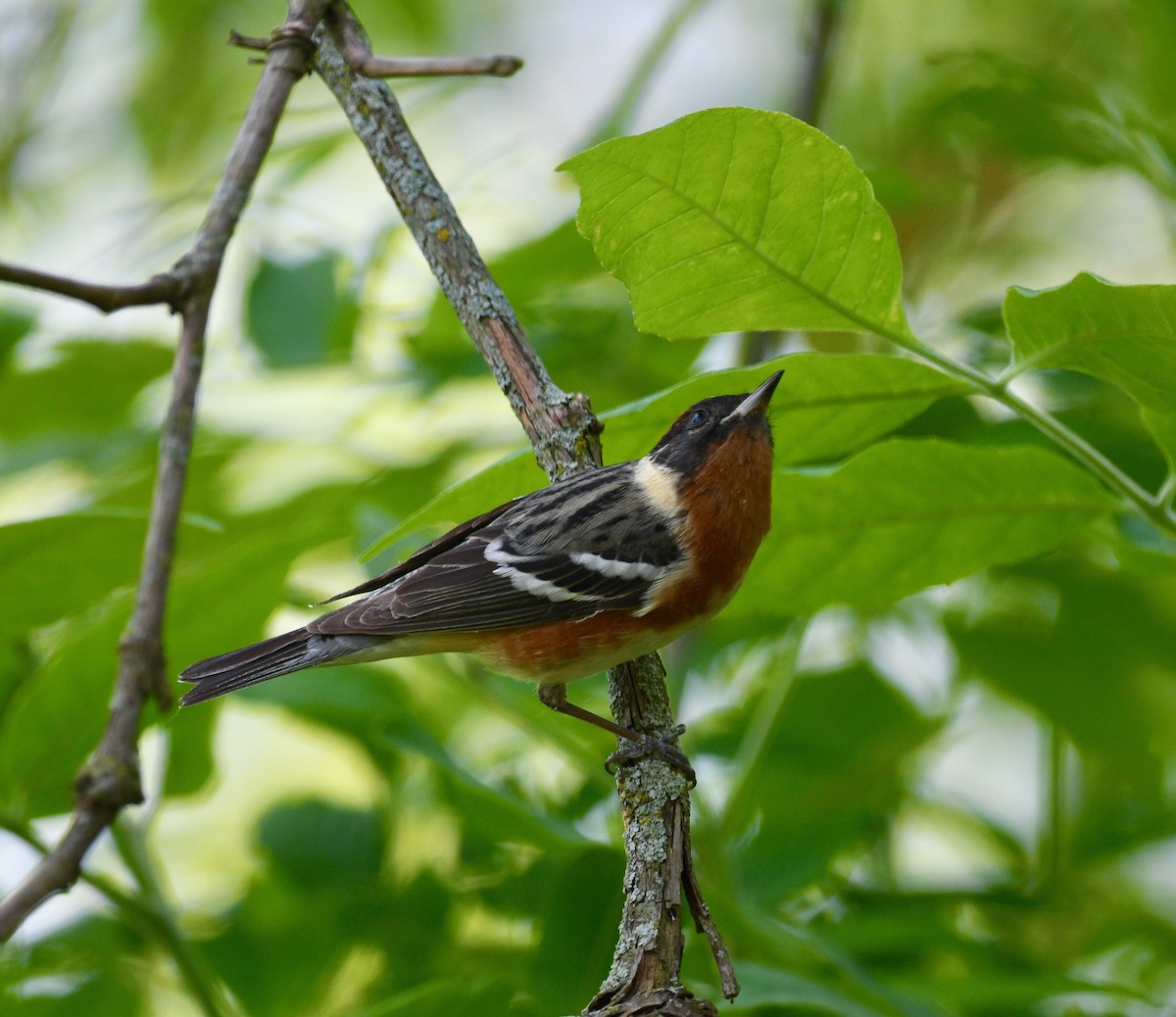 Bay-breasted Warbler - Win Ahrens