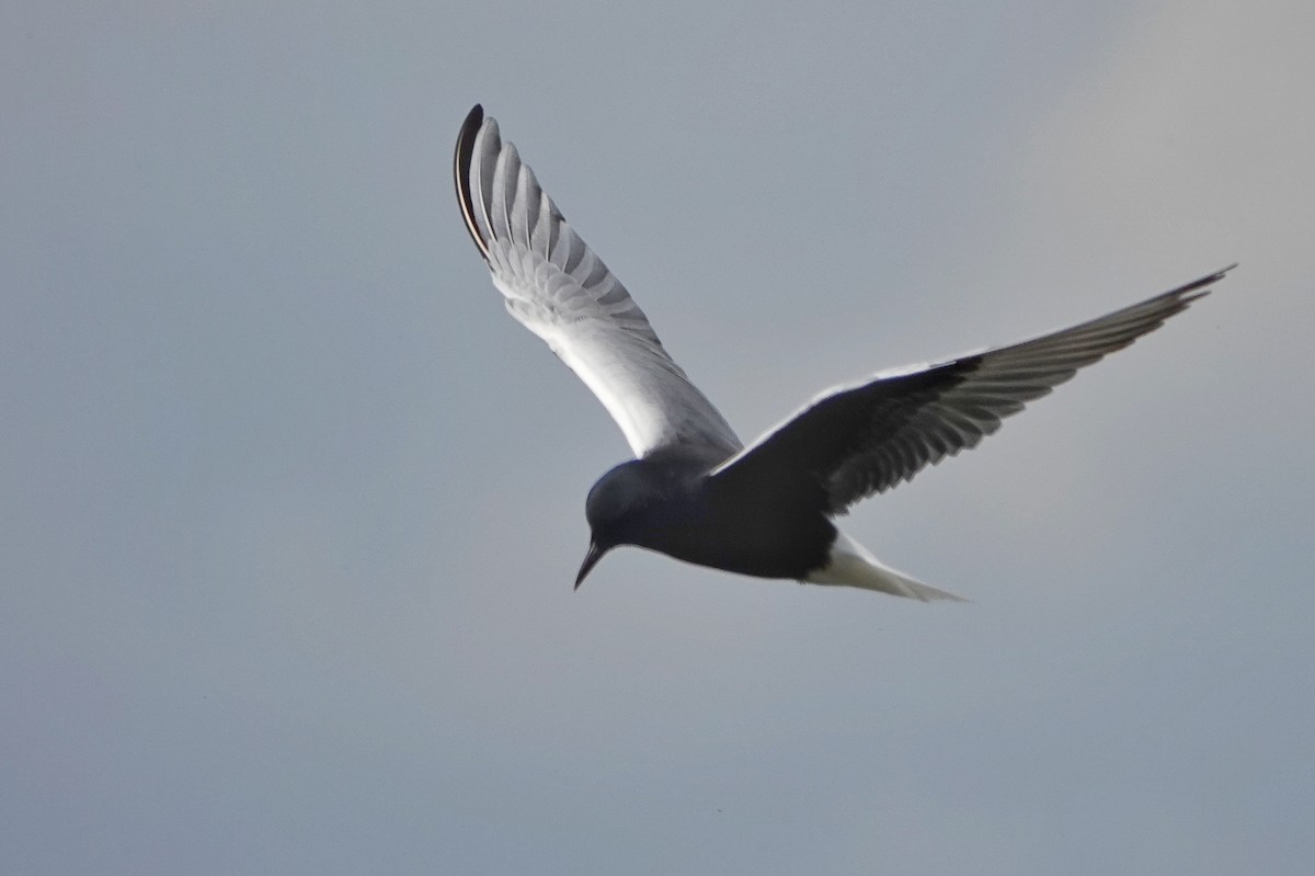 White-winged Tern - Thomas Gibson