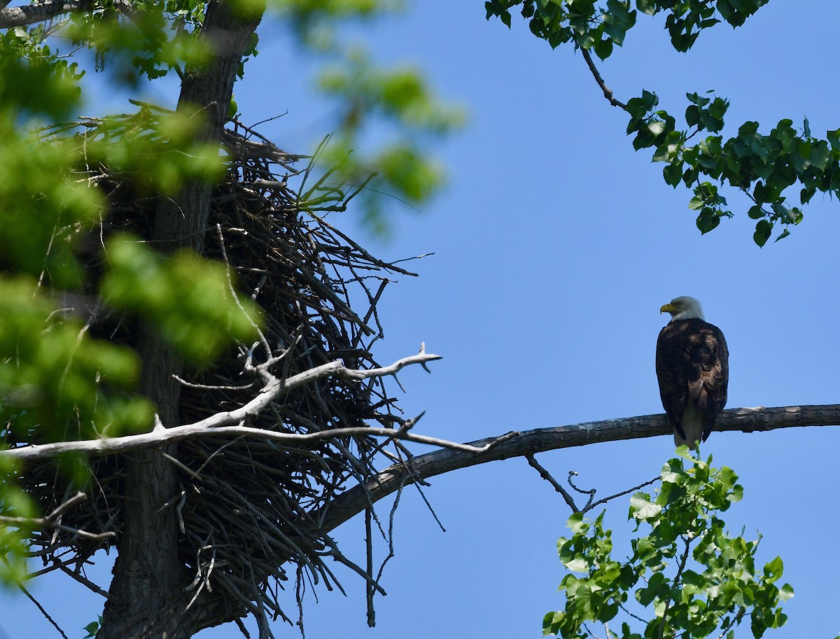 Bald Eagle - Win Ahrens