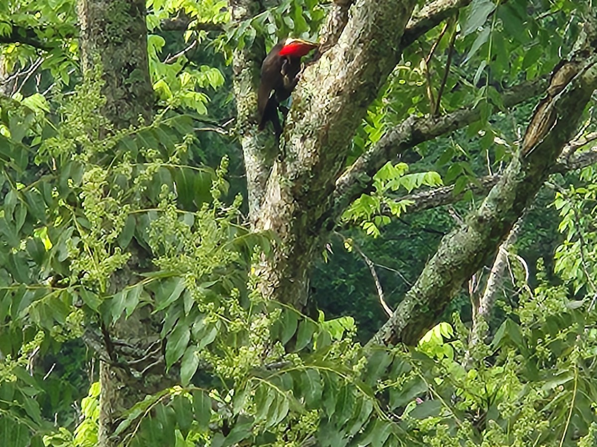 Pileated Woodpecker - kitti reynolds