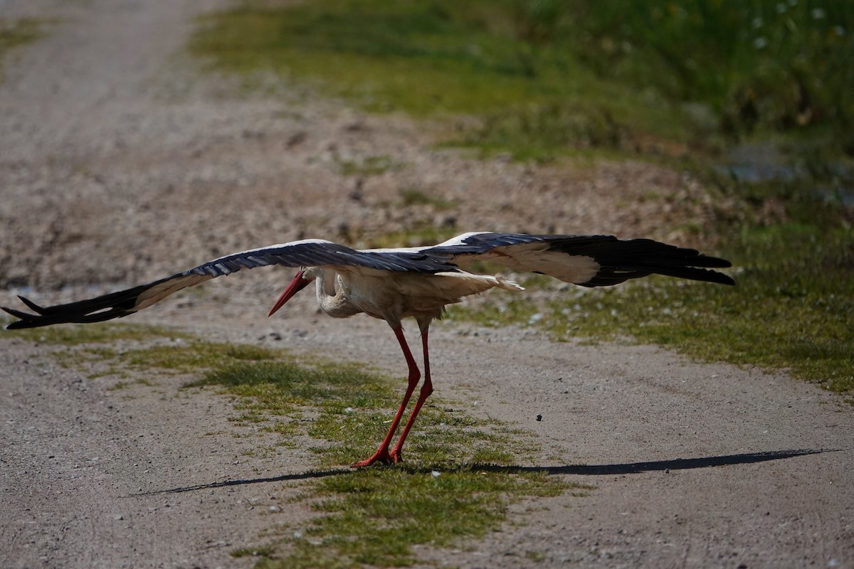 White Stork - Thomas Gibson