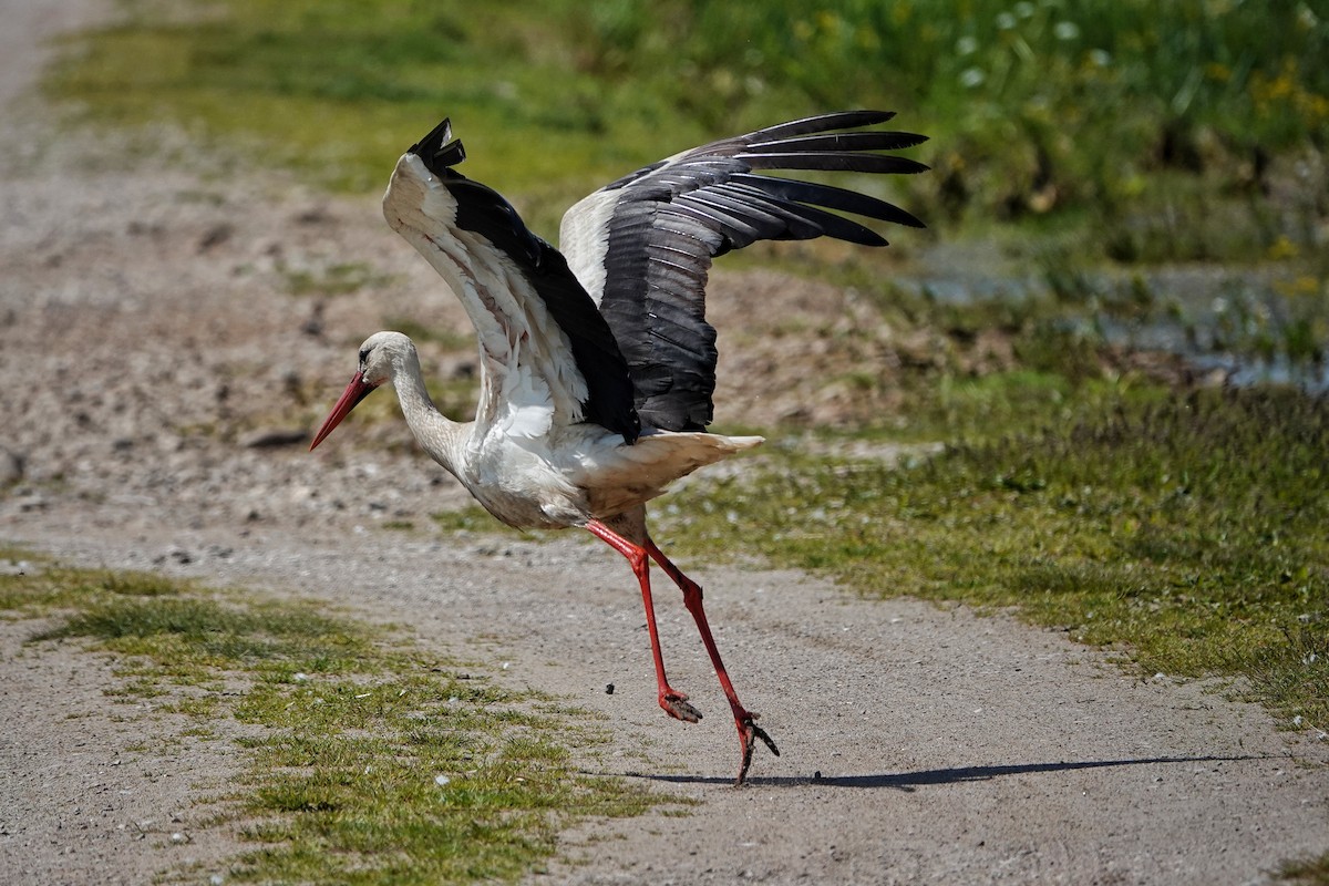 White Stork - Thomas Gibson