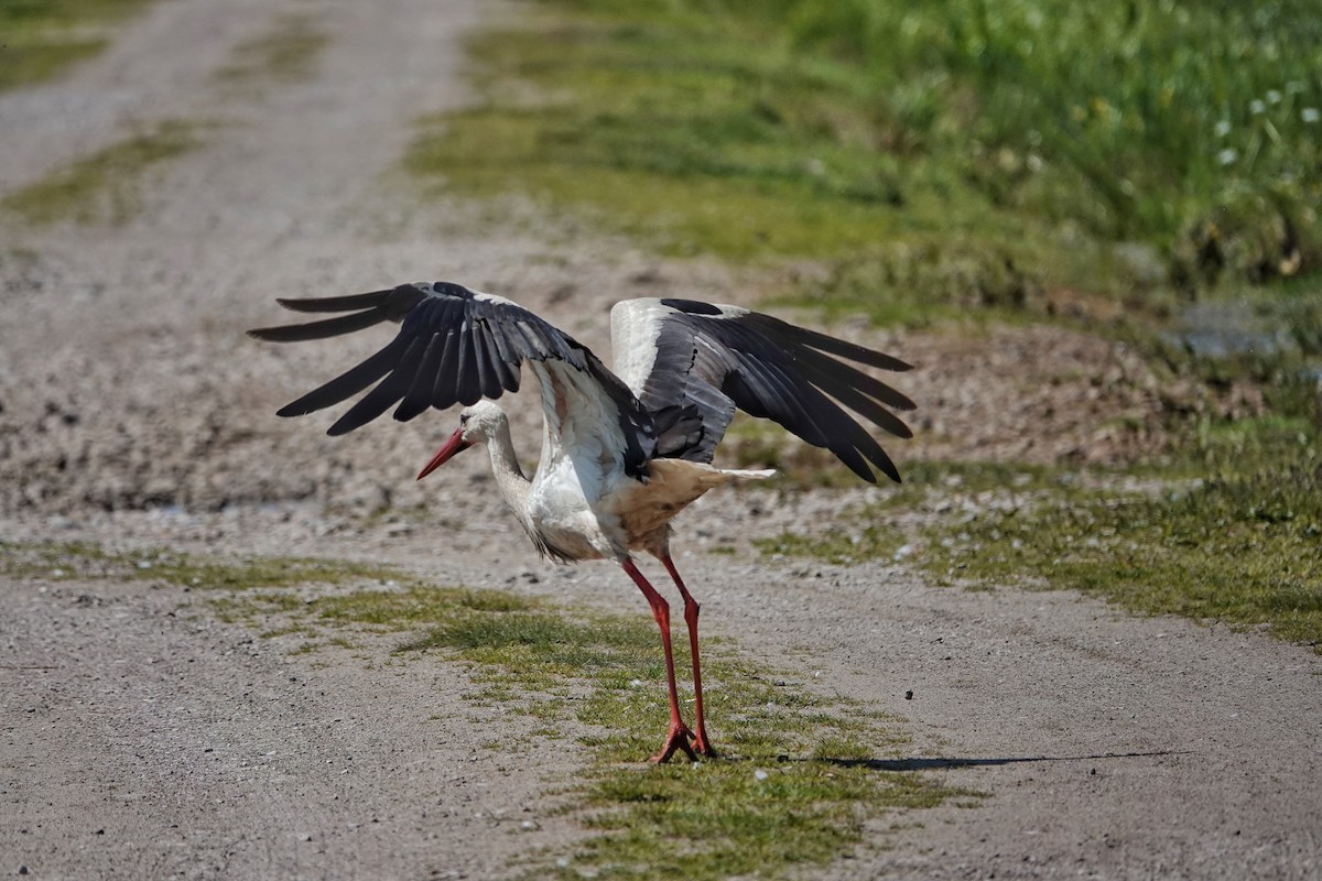 White Stork - Thomas Gibson