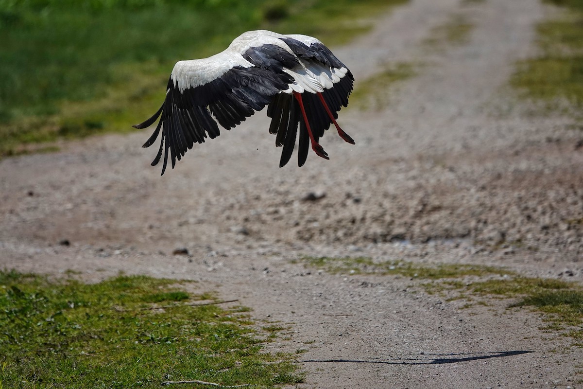 White Stork - Thomas Gibson