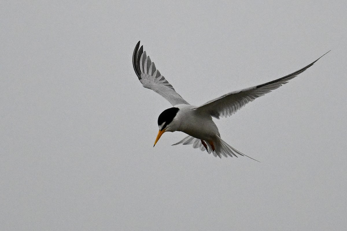 Least Tern - Maryse Neukomm