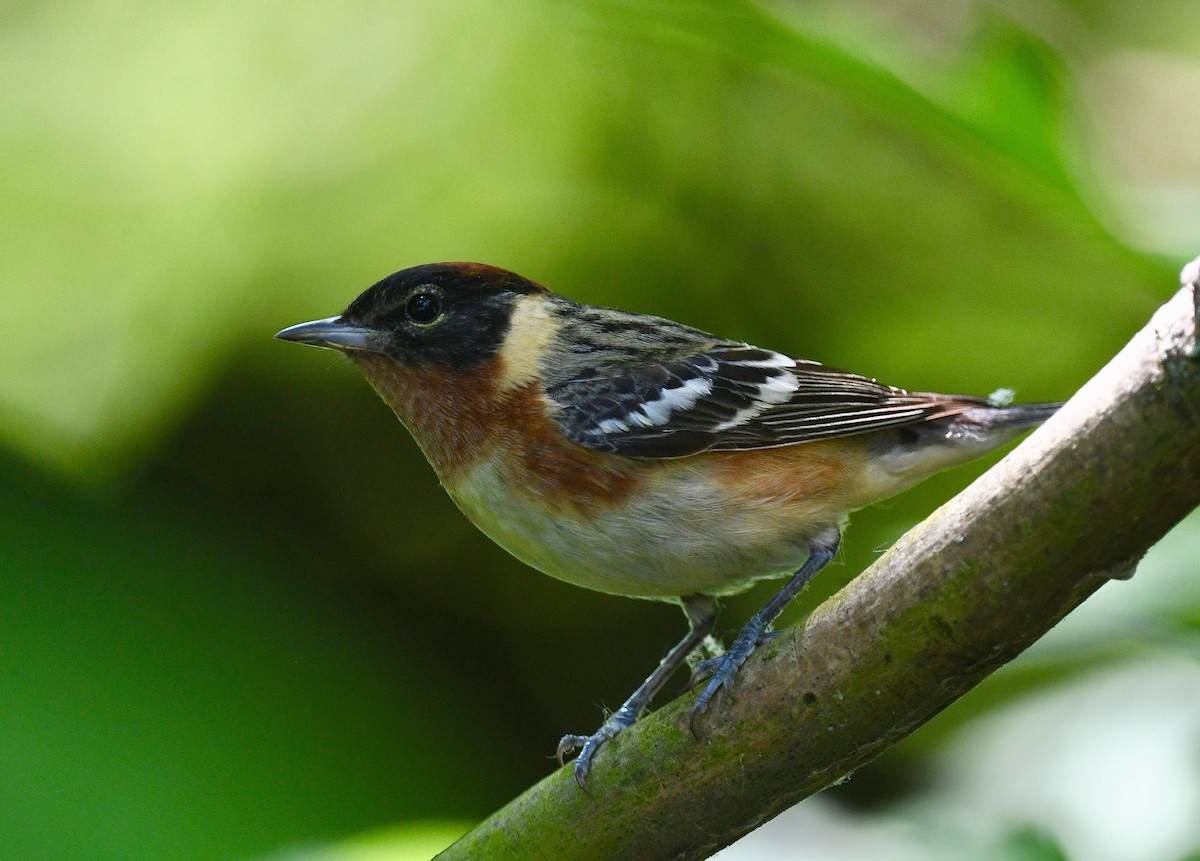 Bay-breasted Warbler - Win Ahrens