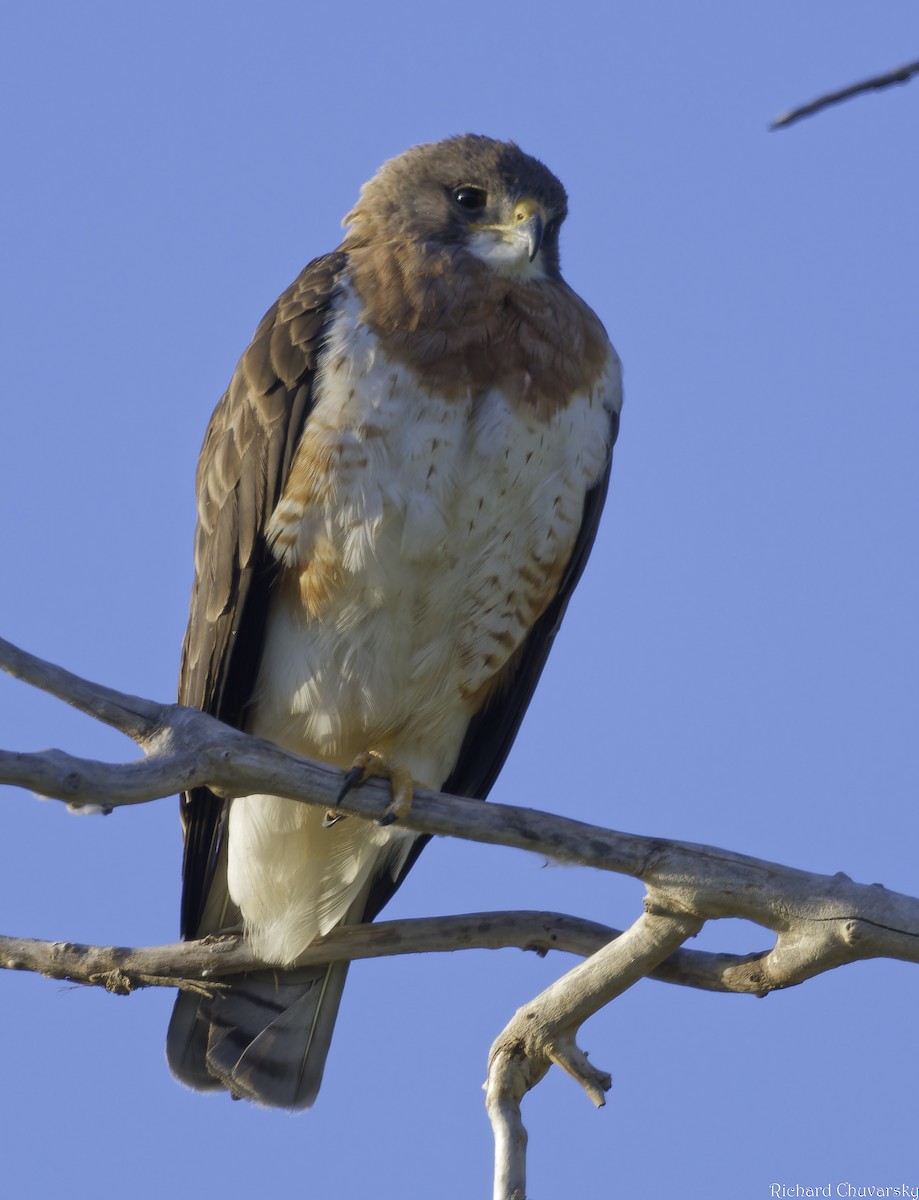 Swainson's Hawk - Richard Chuvarsky