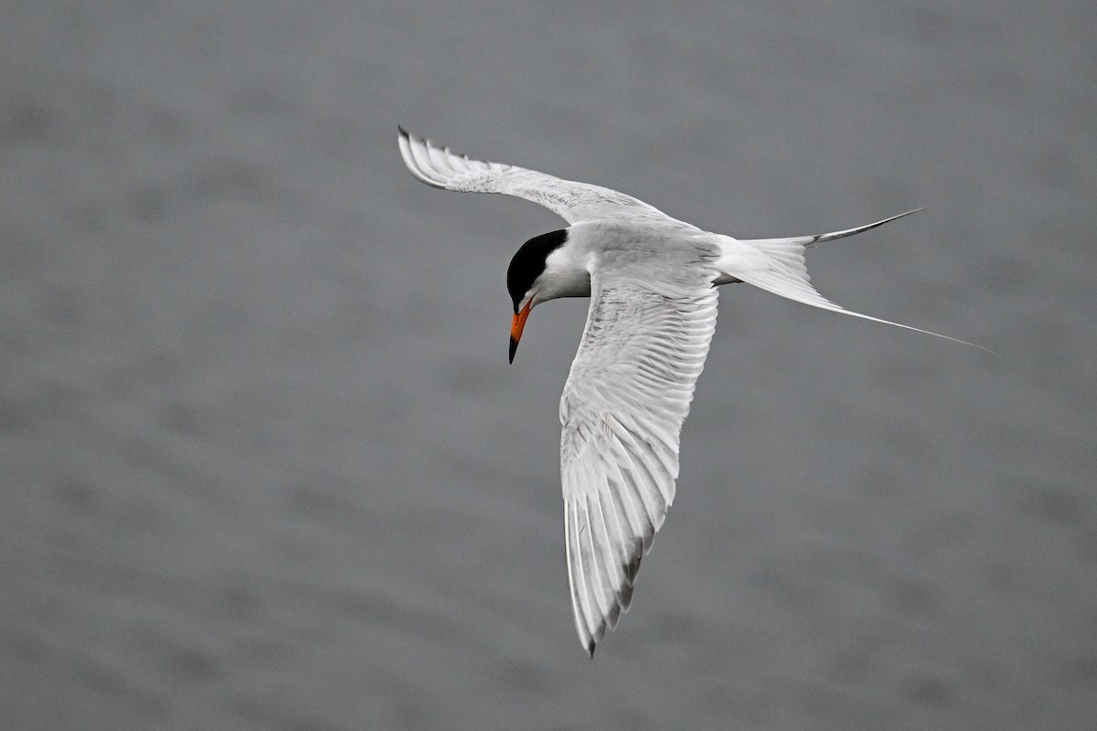 Forster's Tern - Maryse Neukomm