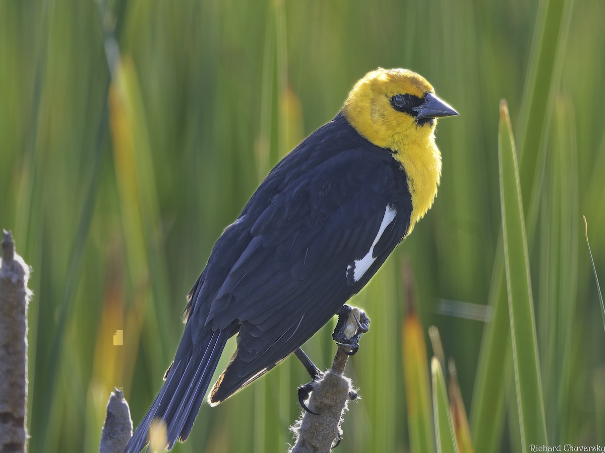 Yellow-headed Blackbird - Richard Chuvarsky