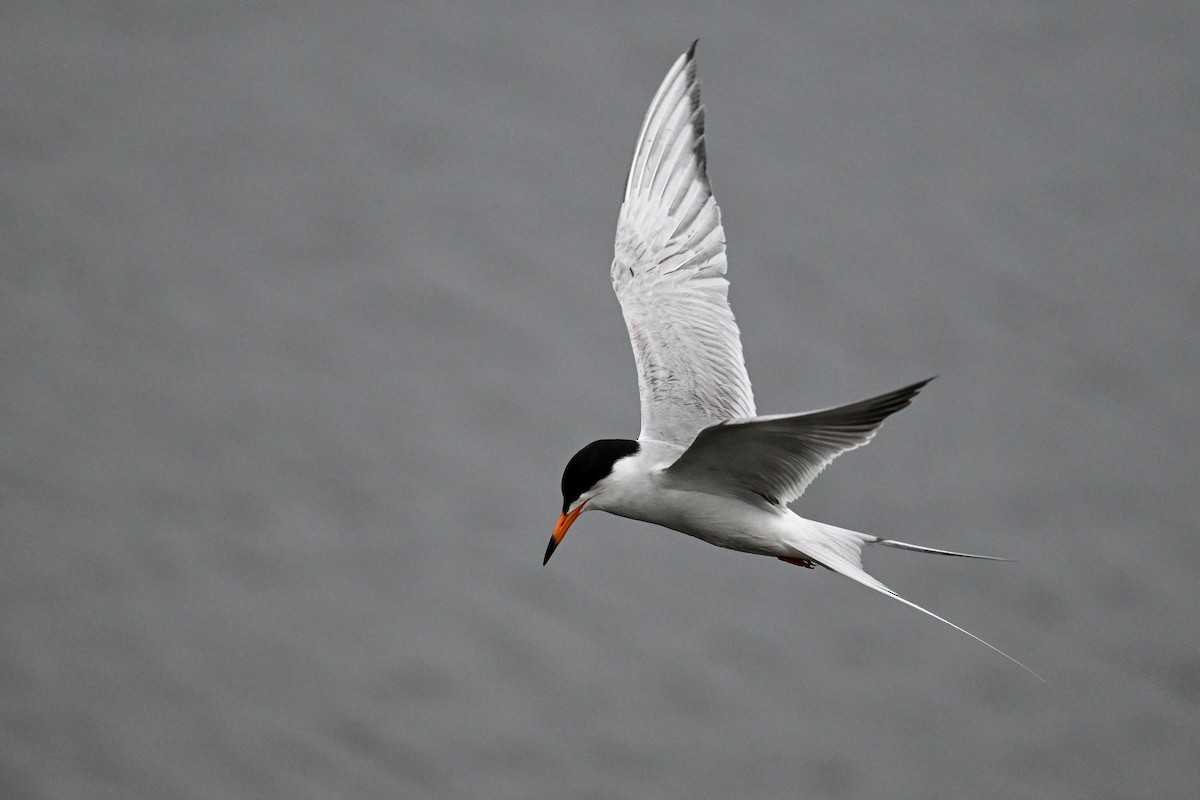 Forster's Tern - Maryse Neukomm