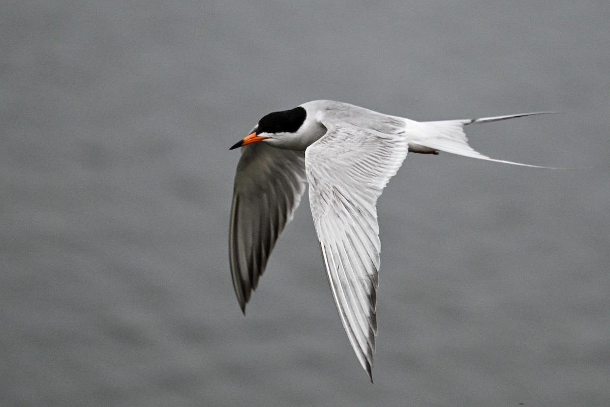 Forster's Tern - Maryse Neukomm