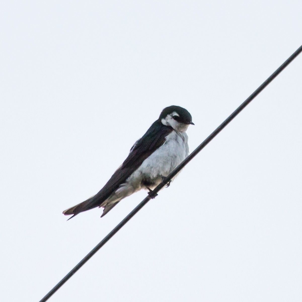 Violet-green Swallow - Rail Whisperer