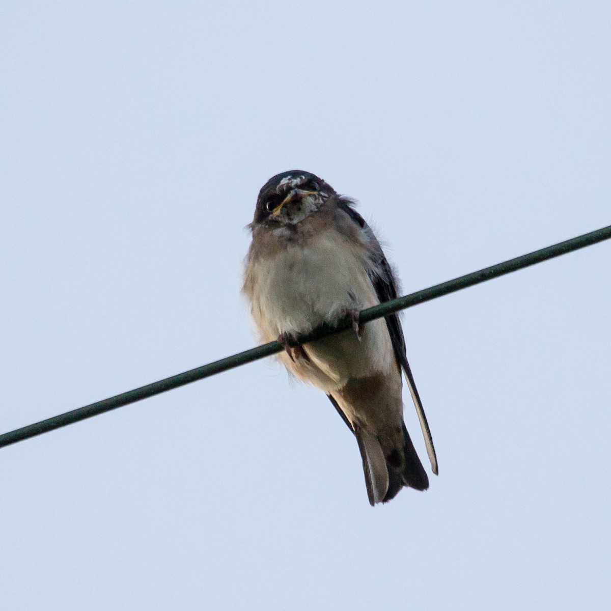 Cliff Swallow - Rail Whisperer