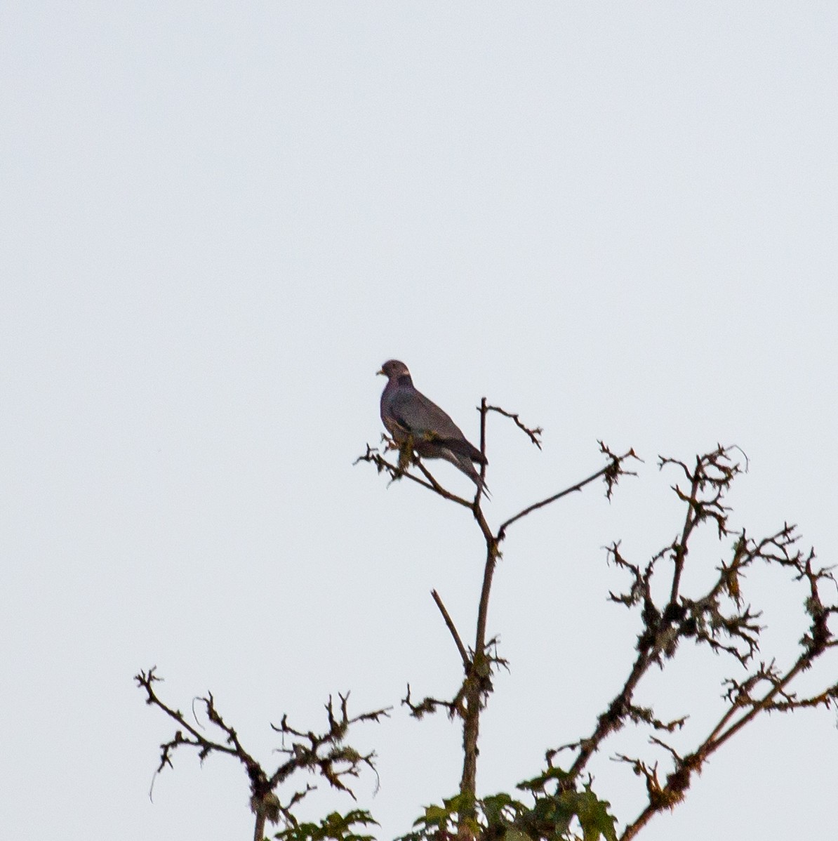 Band-tailed Pigeon - Rail Whisperer