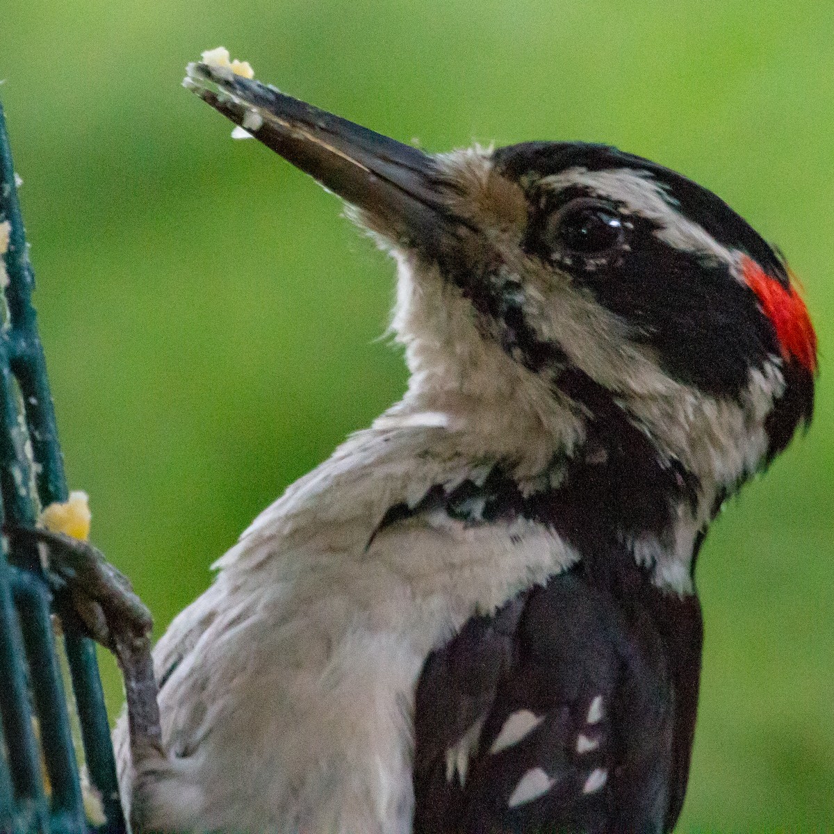 Hairy Woodpecker - Rail Whisperer