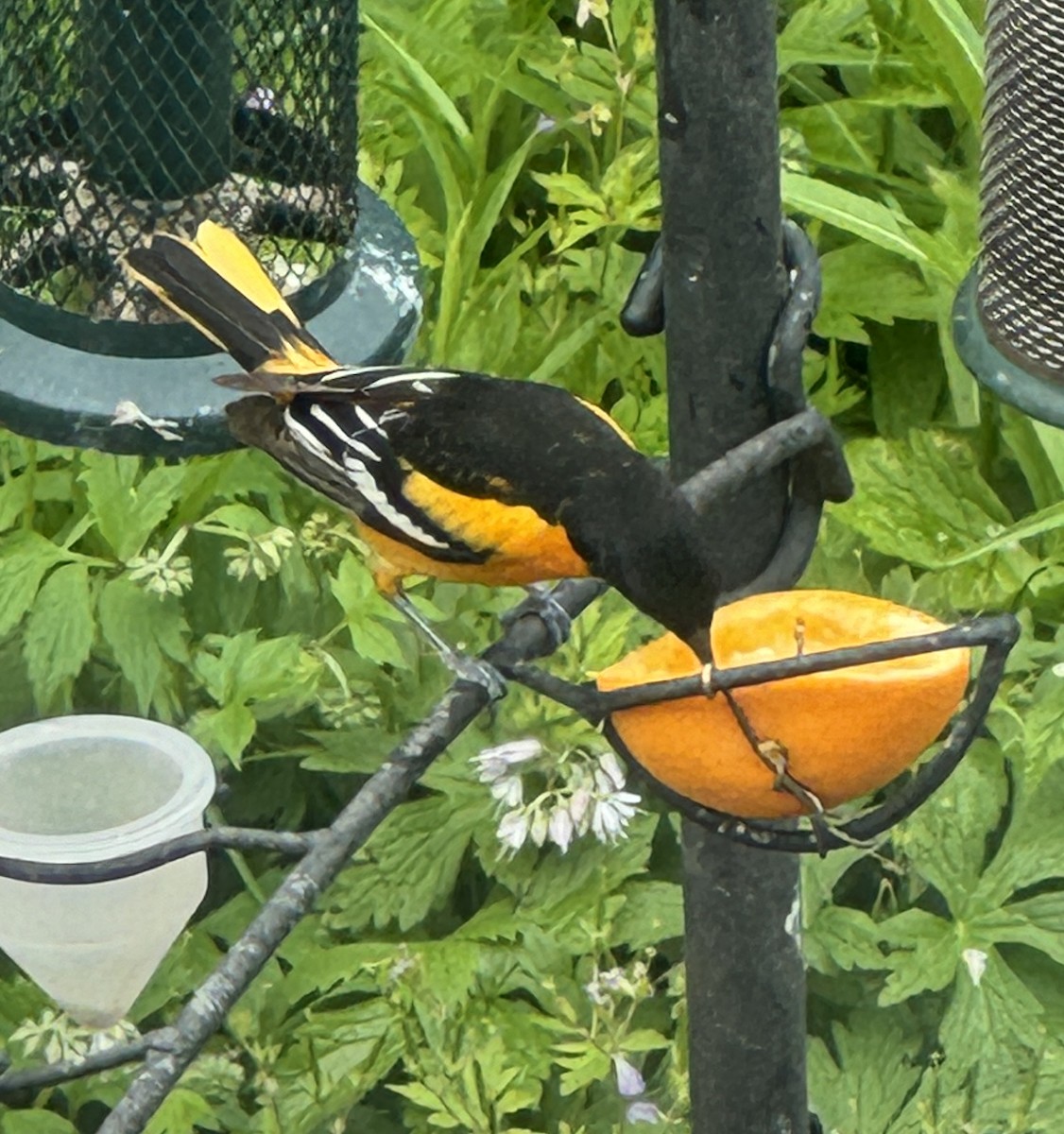 Baltimore Oriole - Judith Huf