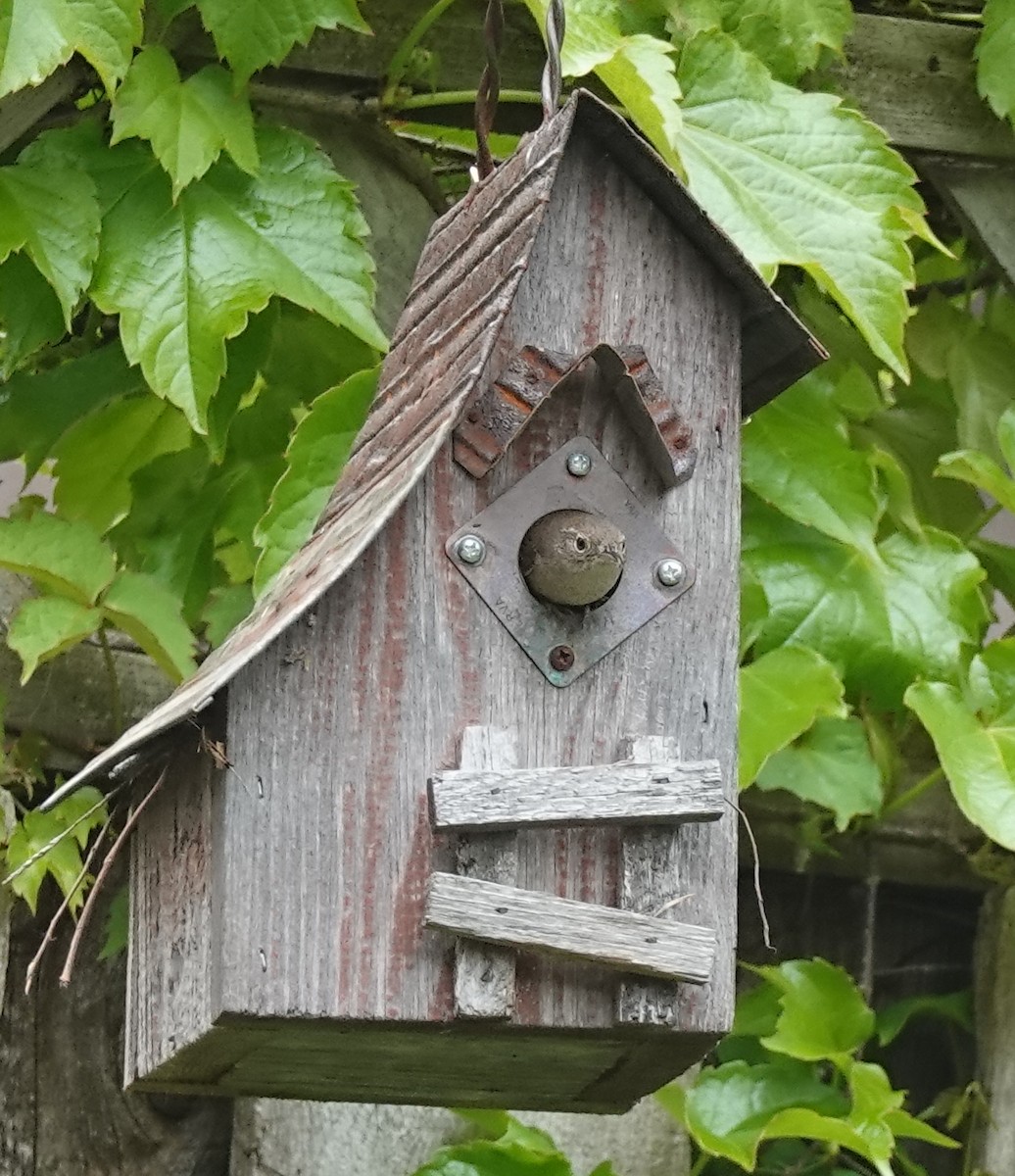 House Wren - Judith Huf