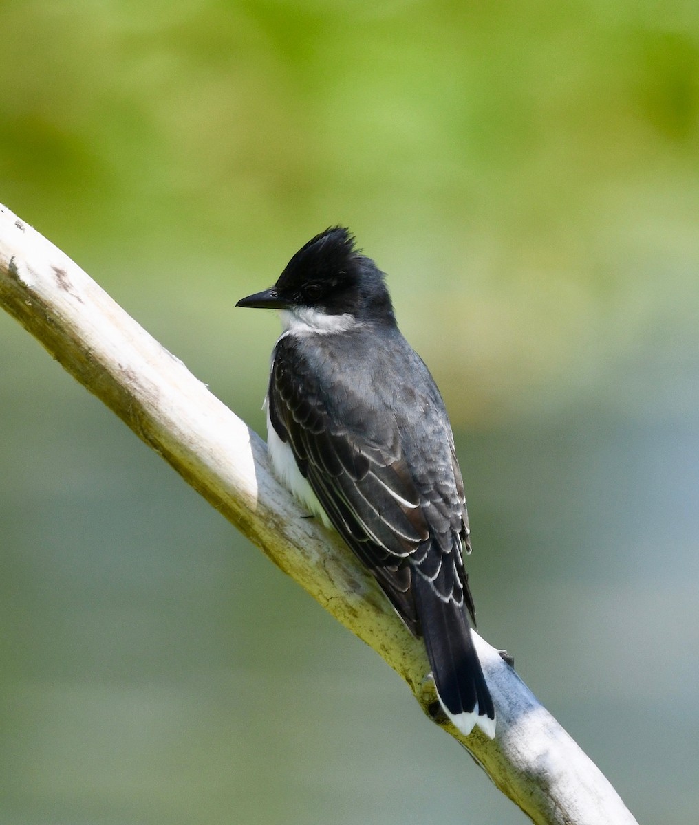 Eastern Kingbird - Win Ahrens