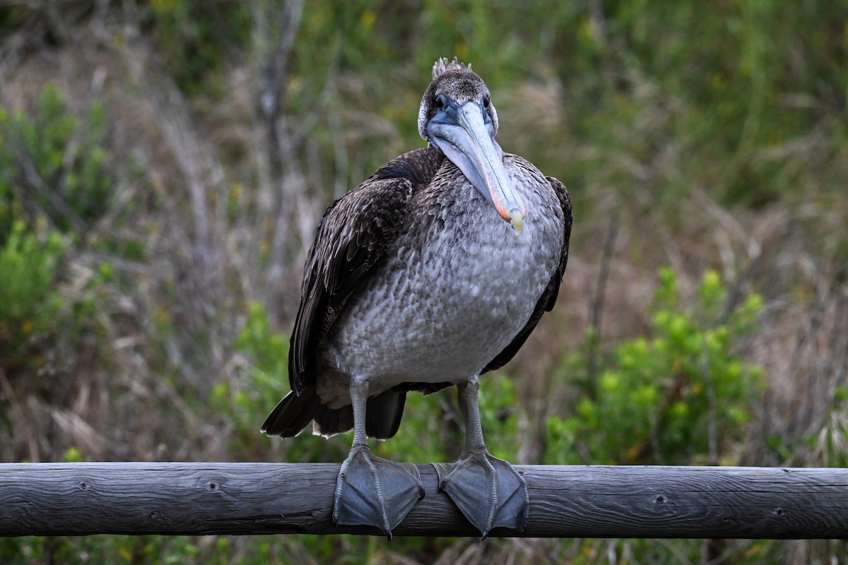 Brown Pelican - Maryse Neukomm