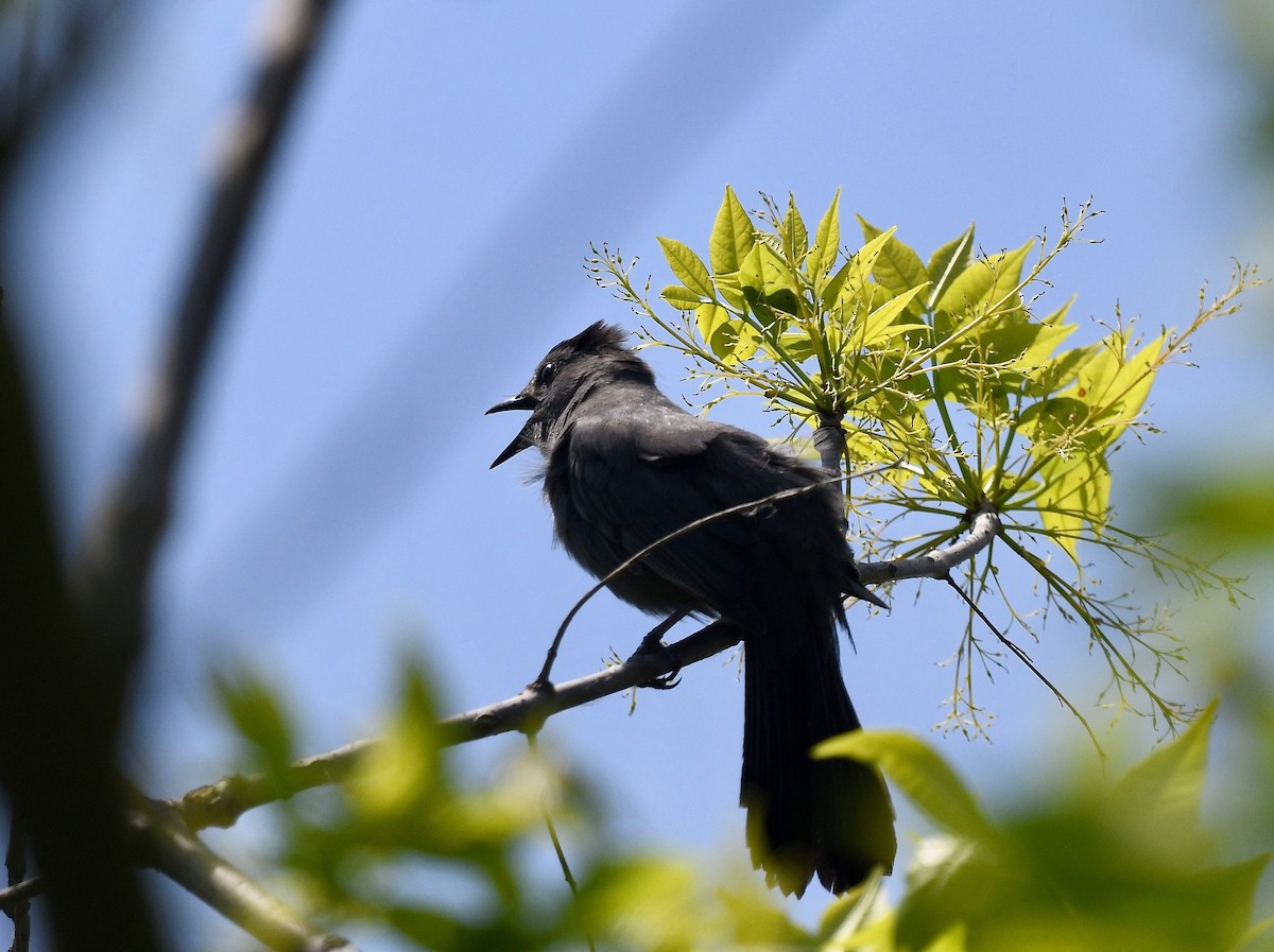 Gray Catbird - Win Ahrens