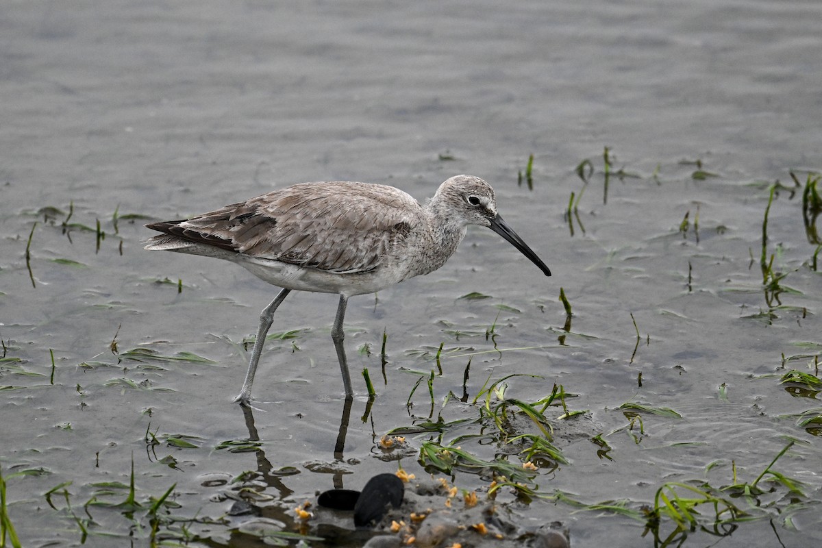 Willet - Maryse Neukomm