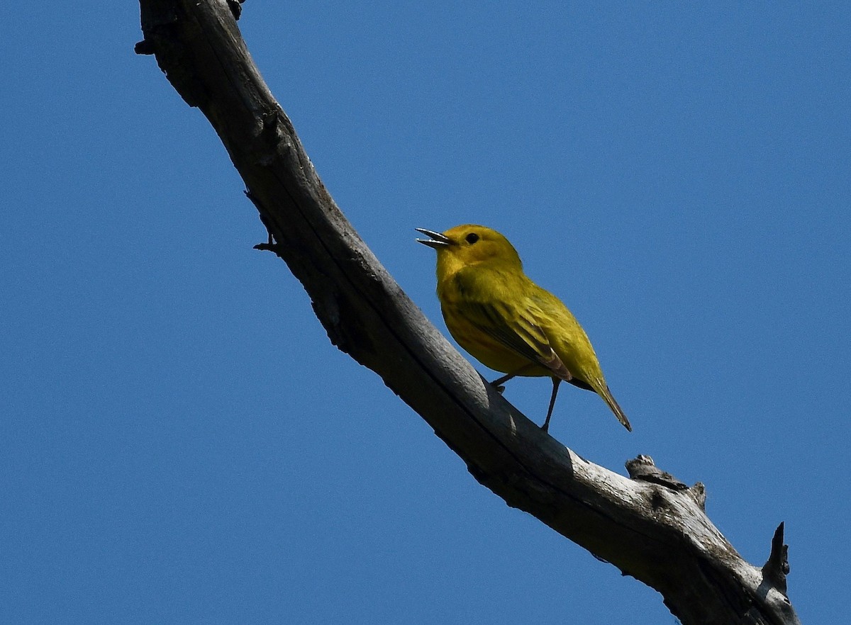 Yellow Warbler - Win Ahrens