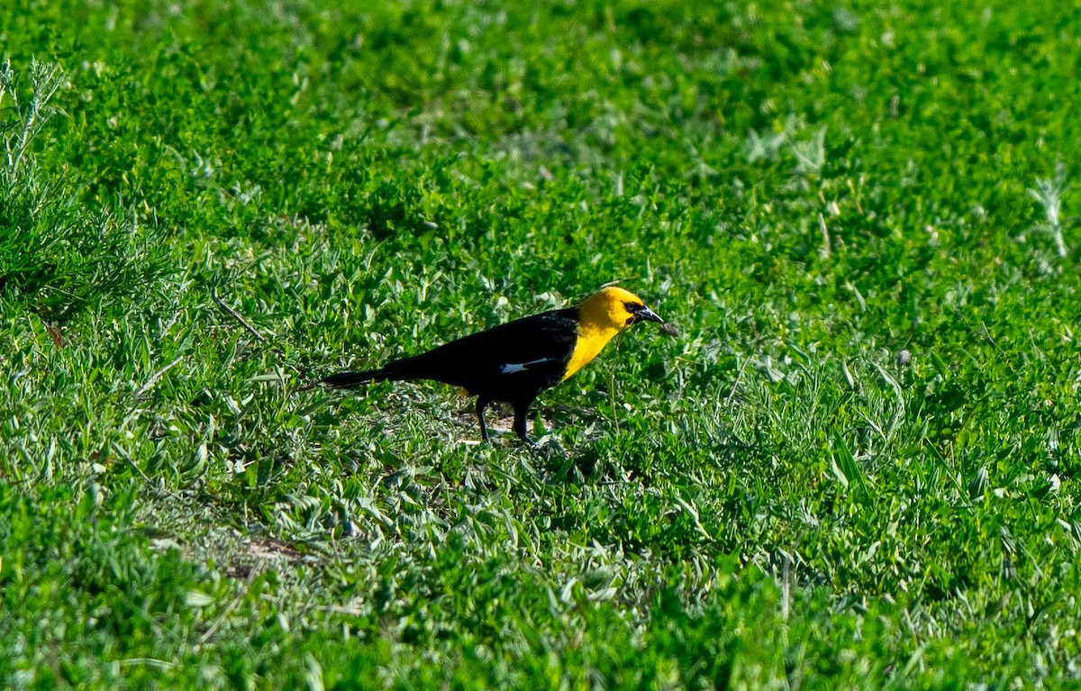 Yellow-headed Blackbird - LUKE GRAY