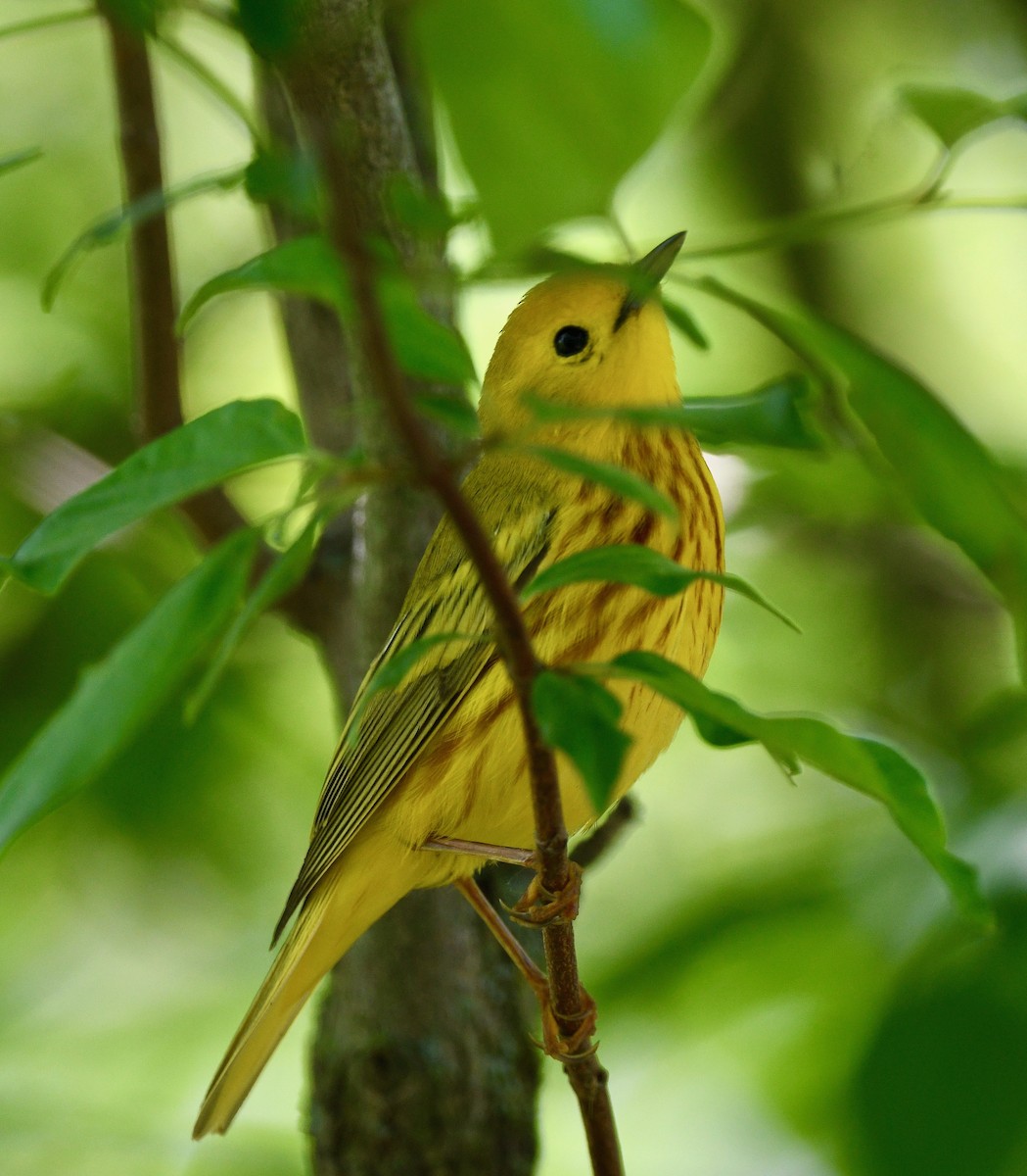 Yellow Warbler - Win Ahrens