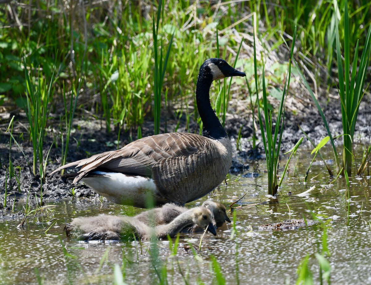 Canada Goose - Win Ahrens