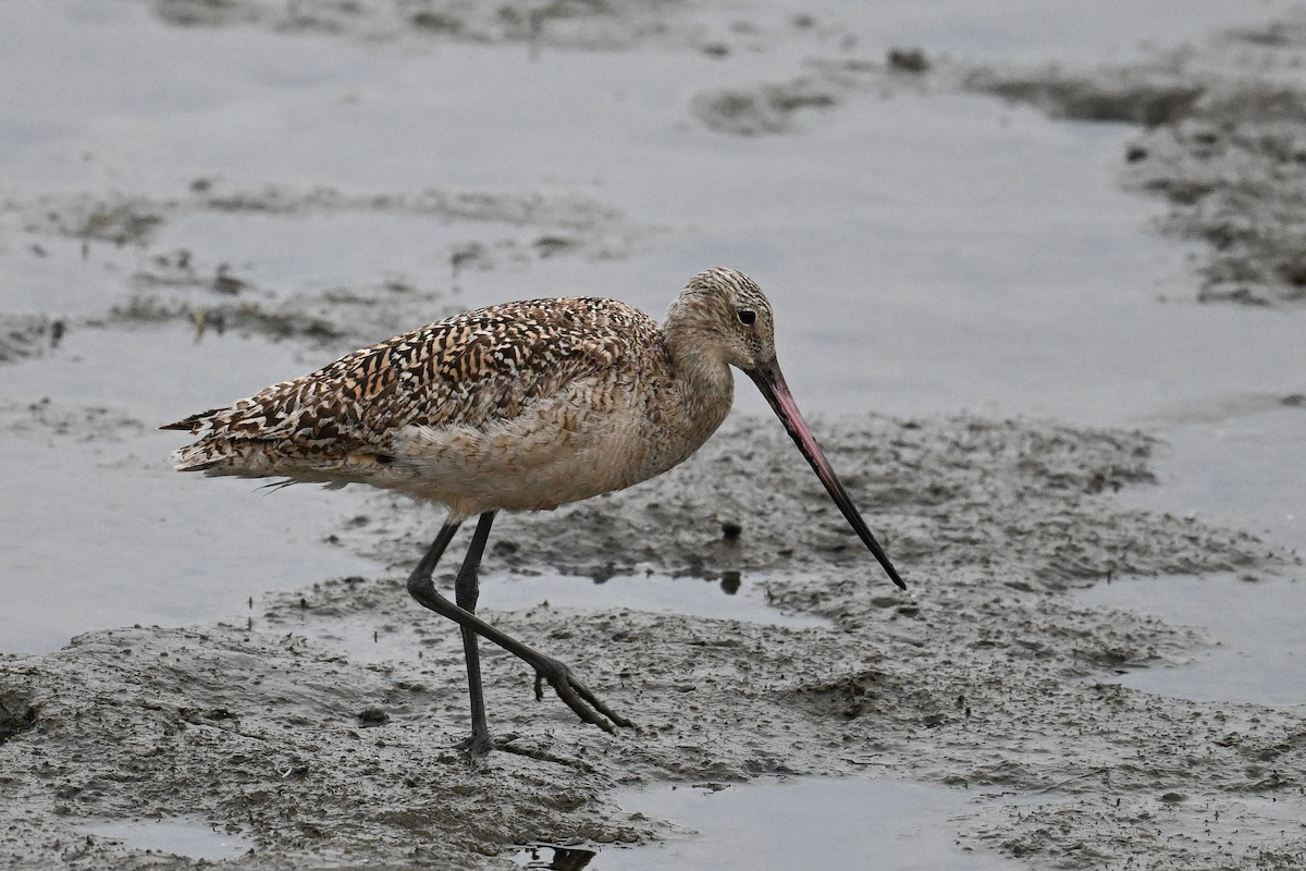 Marbled Godwit - Maryse Neukomm