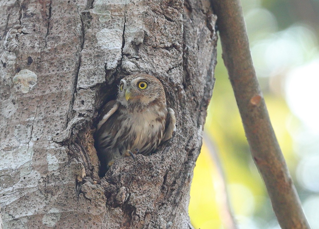Ferruginous Pygmy-Owl - Carles Juan-Sallés