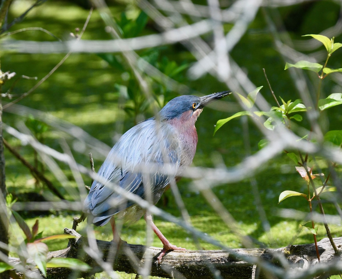 Green Heron - Win Ahrens