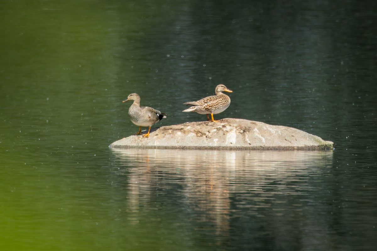 Gadwall - Gabi Uhrova