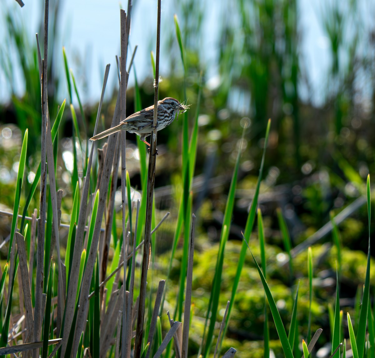 Song Sparrow - LUKE GRAY